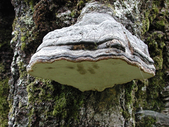 hoof fungus, hoof fungi-1.JPG - HOOF FUNGUS - INVERNESS -SHIRE - 2005